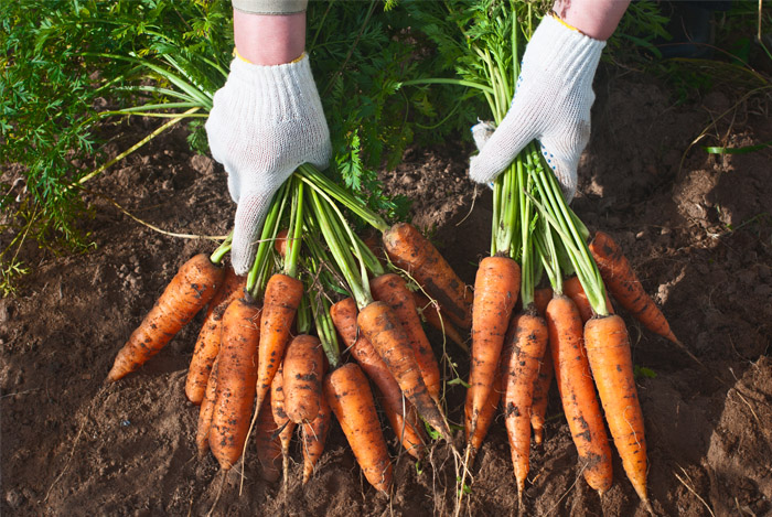 10 Supercharged Health Benefits of Carrots